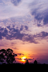 Silhouette of the tree