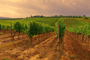 Naklejka premium Vineyard