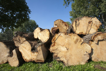 Log pile