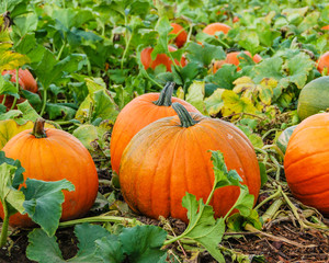 Fototapeta premium Growing Pumpkins