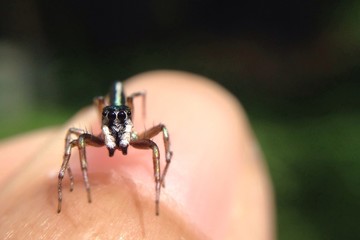 Fototapeta premium jumping spider