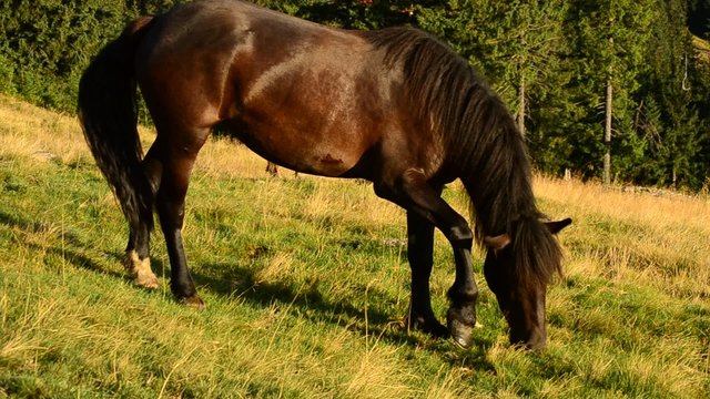 Black horse grazing on pasture with partly dried in late summer 