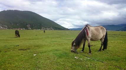 Napa Hai - Pferd und Kalb beim Weiden