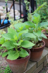 アジサイの鉢植