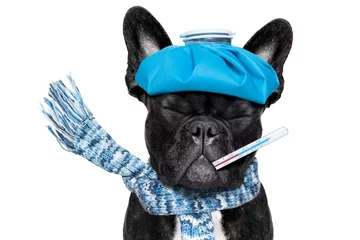Abwaschbare Fototapete Lustiger Hund Kranker, kranker Hund mit Fieber