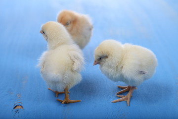 Yellow chickens
