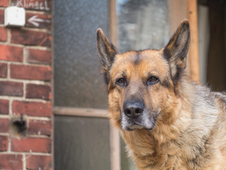 schöner alter schäferhund