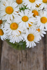 Obraz premium Beautiful chamomiles