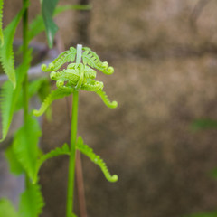 Exotic tropical ferns with shallow depth of field (dof)