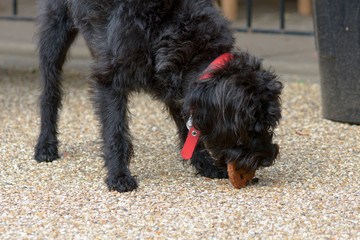Cockapoo dog eating cookie that fell to floor at cafe