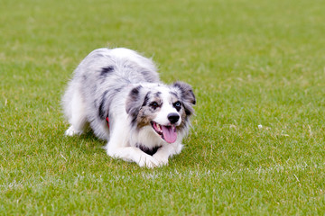 Fototapeta premium Blue Merle border collie dog lying on grass in park