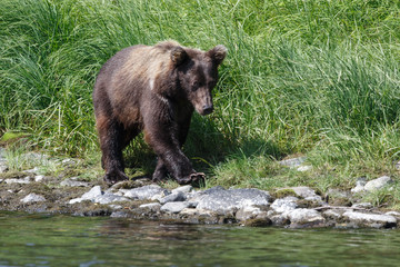 Obraz na płótnie Canvas Wildlife Kamchatka: Kamchatka brown bear (Ursus arctos piscator)