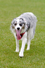 Blue Merle border collie getting ready to chase frisbee in park