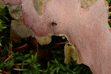 Ant on the surface of pine bark nature forest background