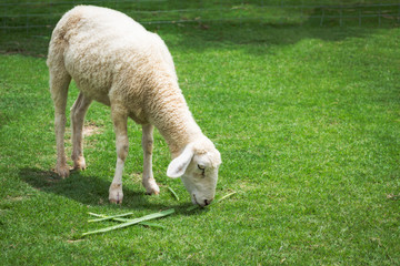 sheep in meadow