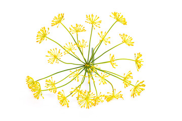 Flowering plant dill isolated on a white background