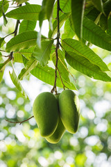Green Mango on the tree in garden