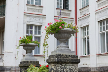 flower pot - Blumentopf, Blumenkübel