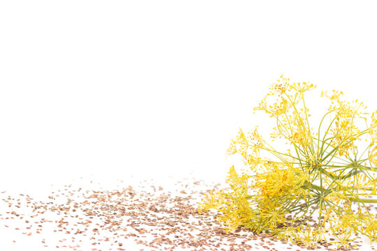 dried dill seeds and flower dill isolated on white background