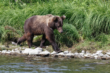 Kamchatka brown bear (Ursus arctos piscator). Russia, Far East