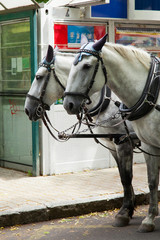 coach horses -  zwei Kutschpferde