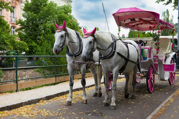 coach horses -  zwei Kutschpferde