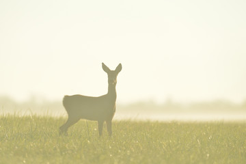 roe deer in the mist