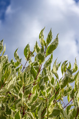 Дерен белый (Сornus alba). Ветви с листвой на фоне неба