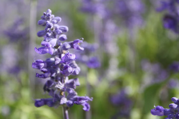 Obraz premium Sylvia flower field