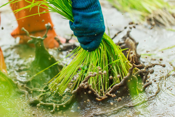 Farmers - the farming of Thailand started already in the field, filled with lush rice farmers with rice seedlings