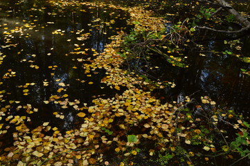 The path on the water from the fallen leaves on a forest river