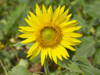 秋に咲く、一輪のヒマワリ