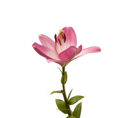 The branch of pink lilies  on a white background isolated
