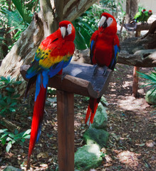 The couple of colorful parrots macaws in Xcaret park Mexico