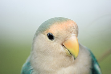 Close up green parrot.