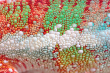 Scales of a colorful chameleon