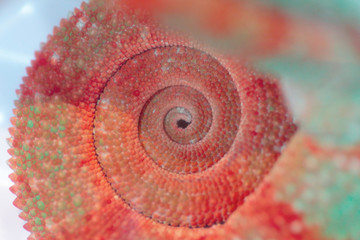 Wrapped tail of a red chamelon © mattiaath
