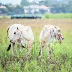 Obraz premium herd of cows on the pasture
