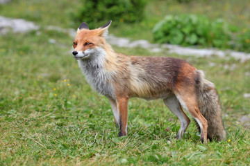 Naklejka na ściany i meble Wildlife fox