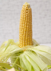 Ripe corn on the cob