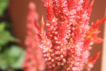 Bright red cockscomb flower blooming(Celosia cristata )
