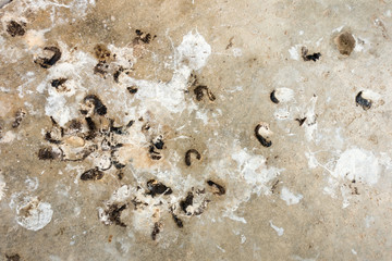 Fototapeta na wymiar Bird droppings on cement background