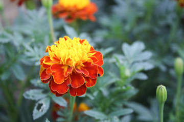 Beautiful blooming marigolds on green leaves background