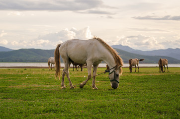 Fototapeta na wymiar Horses on the field grass with sunlight and mountain background