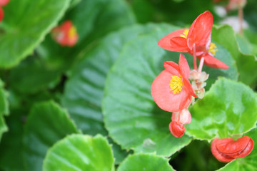 Beautiful small pink flower on green leaves background