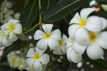 Obraz na płótnie Canvas white flower, Plumeria 
