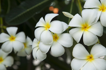 Fototapeta na wymiar white flower, Plumeria 