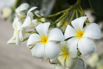 Fototapeta na wymiar white flower, Plumeria 