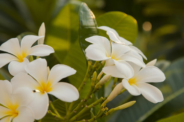white flower, Plumeria 