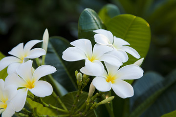white flower, Plumeria 